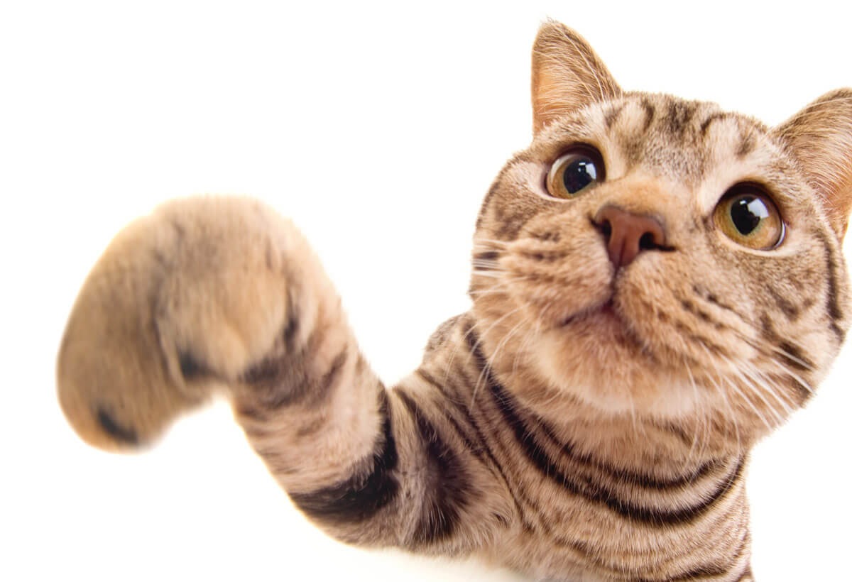 Jeder kann etwas Gutes für Tiere tun – und warum Regelmäßigkeit den Unterschied macht