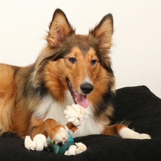 Tiernahrung Mönchengladbach bequem nach Hause geliefert